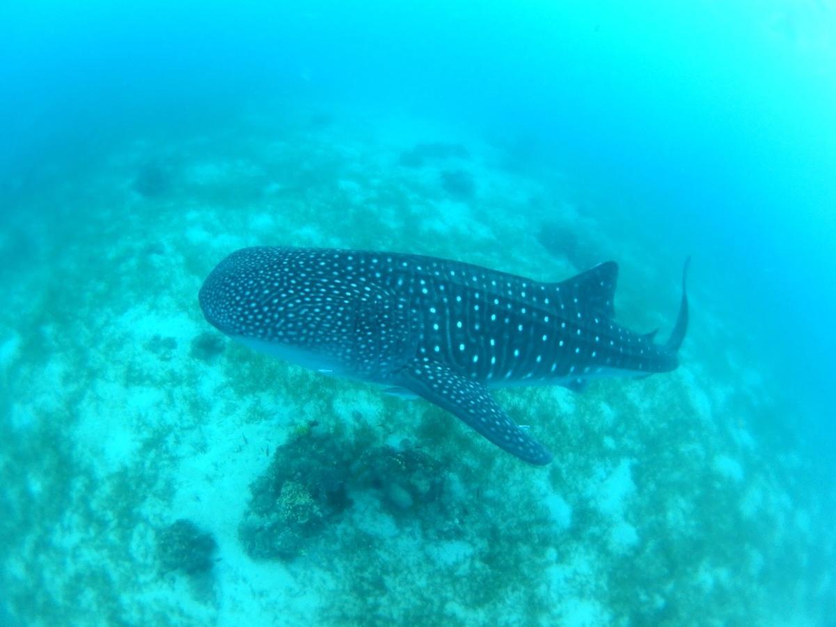 Guest House Nodoka Cebu ภายนอก รูปภาพ